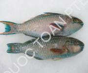 Parrot fish G.G.S - Scarus ghobban