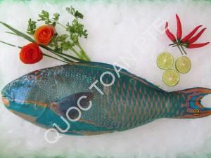 Parrotfish-Scarus-ghobban-1